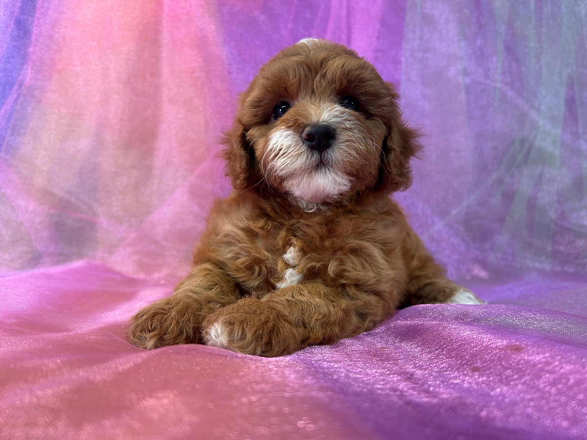 Female F1b Cockapoo Puppy for Sale DOB 5-2-25 $950